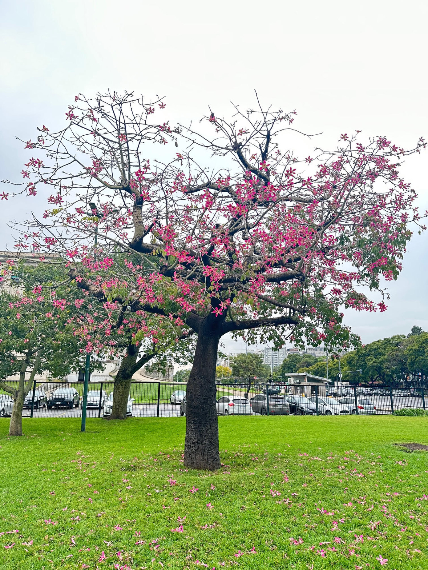 Cây Palo Borracho nở hoa.