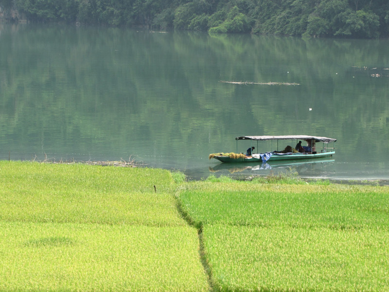 Nhiều ruộng lúa trồng ven Hồ Ba Bể vẫn phải gặt vội khi mùa nước lên. Nhiều ruộng lúa vẫn phải gặt vội khi mùa nước lên