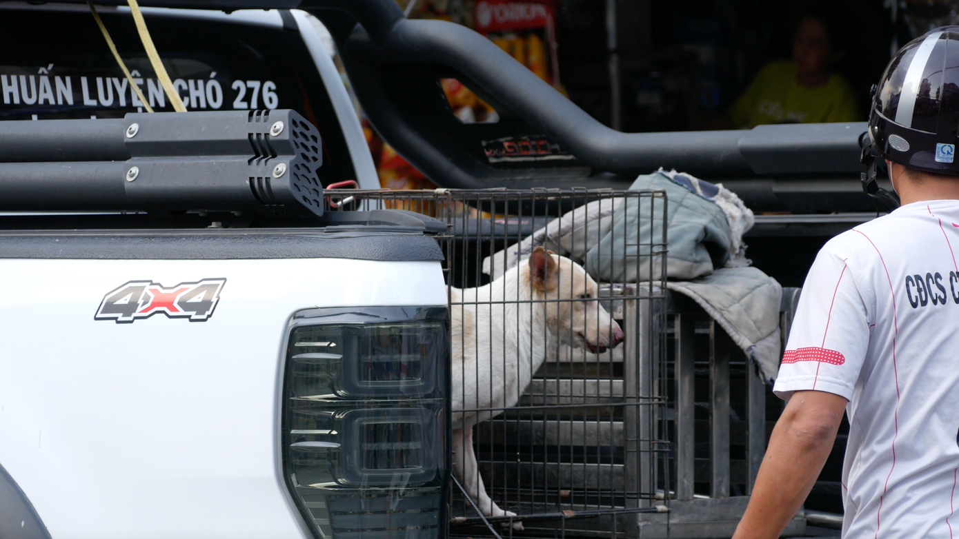 Chó thả rông được đưa lên các xe chuyên dụng của đội để đưa về khu tạm giữ.