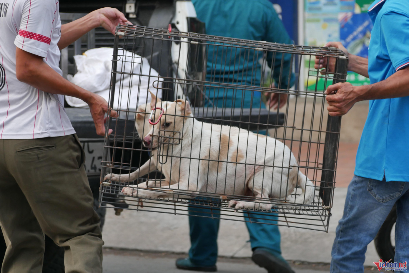 Chỉ trong 1 buổi chiều, đội chuyên trách phường Hiệp Bình Chánh đã bắt được 3 chú chó đi rông, thậm chí những chú chó được chủ thả trước nhà nhưng không xích, không rọ mõm cũng bị “xử lý”.