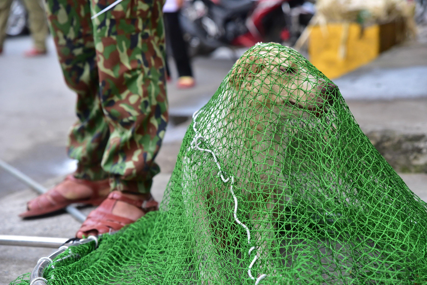 Một chú chó bị bắt vì thả rông, không rọ mõm