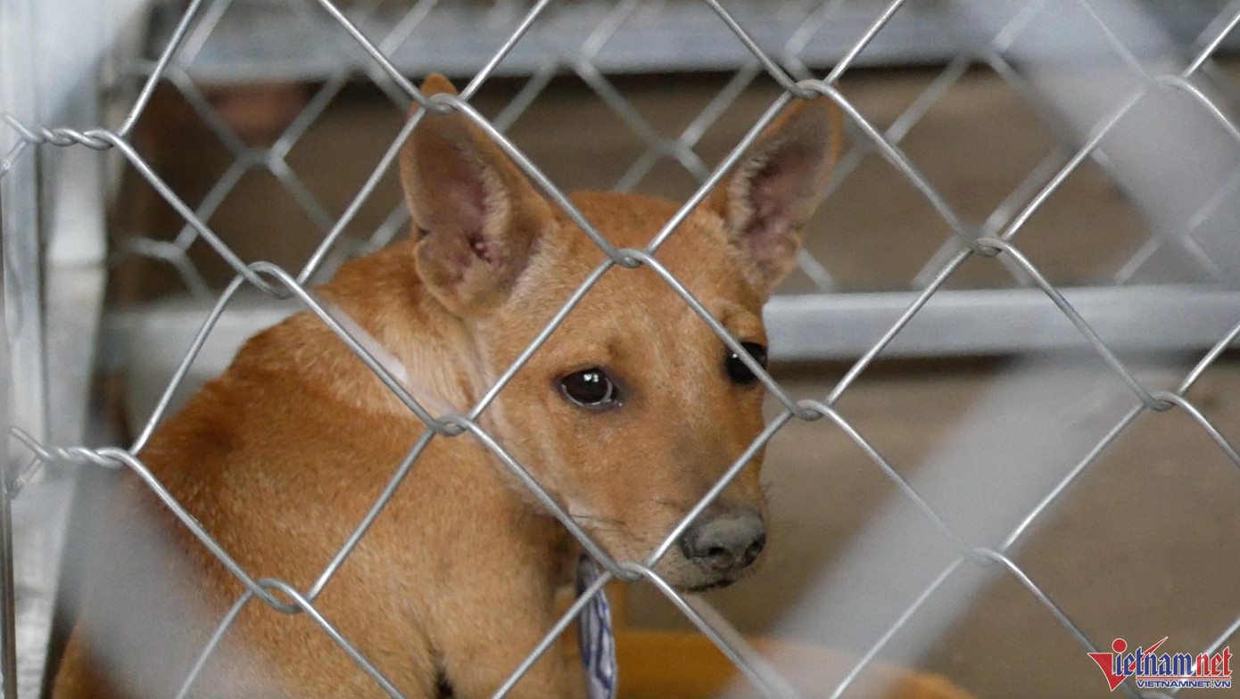 Người dân liên hệ phường để xử lý vi phạm hành chính trong vòng 48 giờ để nhận lại vật nuôi. Sau thời gian này, chủ nuôi không đến nhận, phường sẽ chuyển giao cho đơn vị thú y xử lý theo quy định.