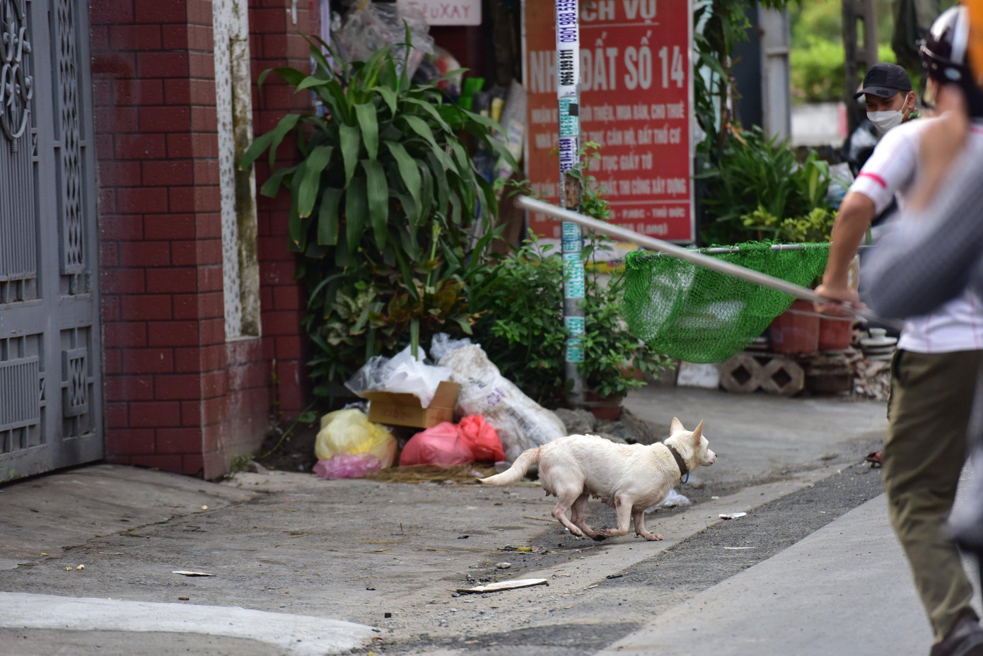 Dù bố trí đến 4-5 người cùng vây bắt nhưng một số chú chó vẫn chạy thoát vào nhà hoặc các khu vực cây cối rậm rạp.