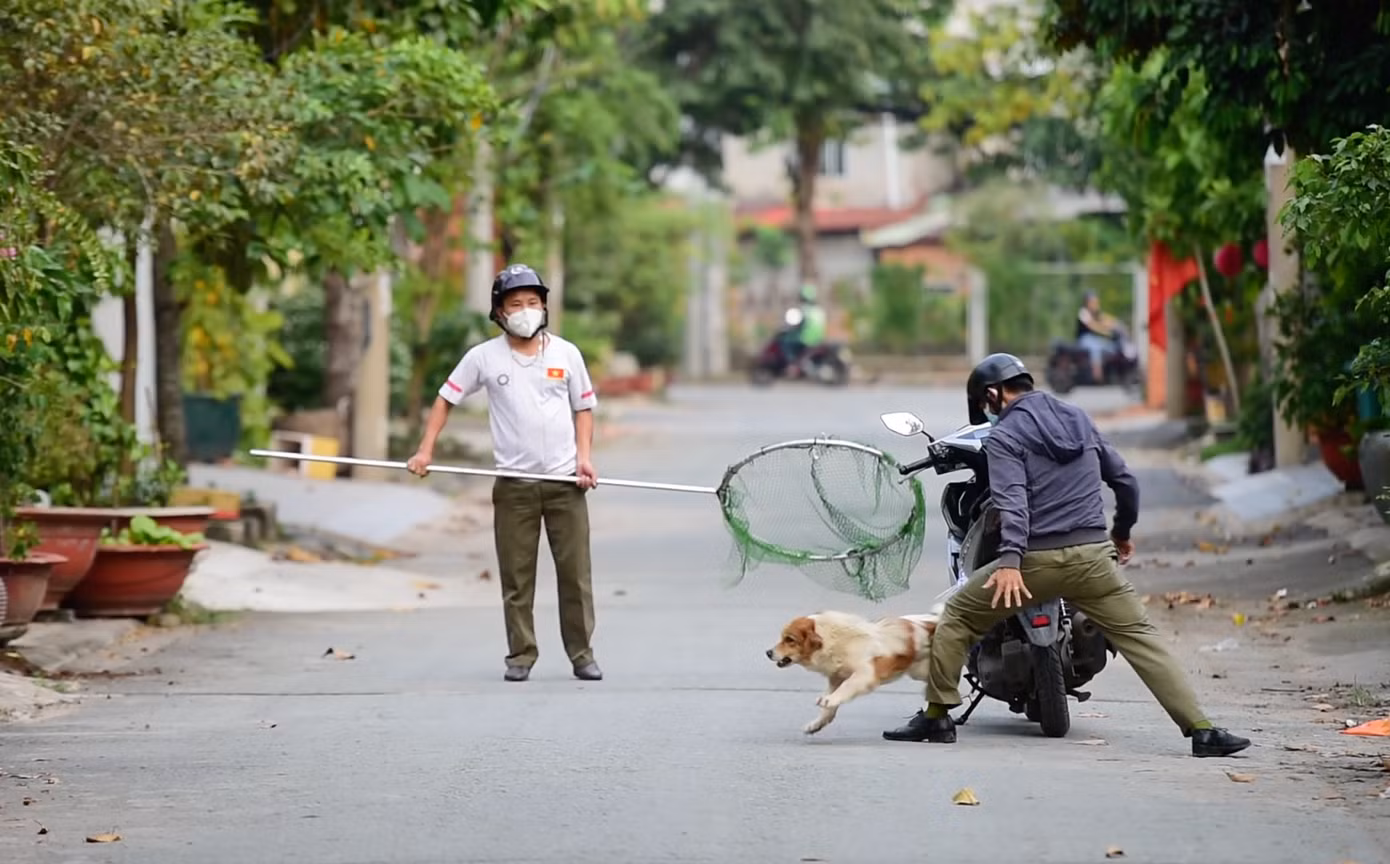 Các thành viên trong đội đang vây bắt chó thả rông trong một con hẻm