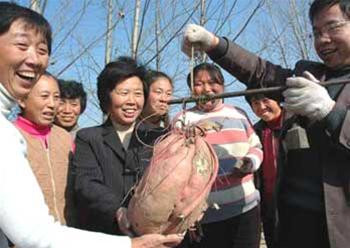 Củ khoai lang khổng lồ