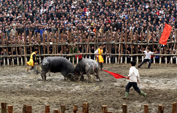 Không khí đua tranh tràn ngập dưới sới