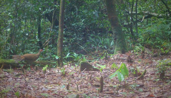 Ngắm đàn thú quý trong rừng Sa Mù - Ảnh 4.