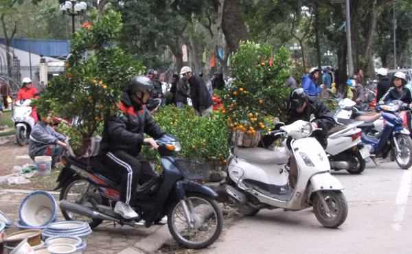 Giá hạ, nhiều người mua quất về chơi Tết