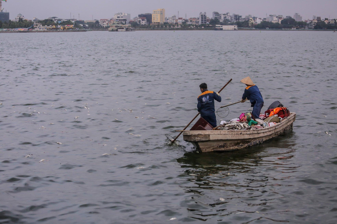 Theo đề nghị của quận Tây Hồ, phía Xí nghiệp thoát nước số 1 (Cty Thoát nước Hà Nội) cũng tăng cường thêm nhân lực để phối hợp thực hiện vớt xác cá chết ở hồ Tây, cố gắng không để xác cá chết tồn tại qua ngày. Ảnh: Duy Phạm Theo đề nghị của quận Tây Hồ, phía Xí nghiệp thoát nước số 1 (Cty Thoát nước Hà Nội) cũng tăng cường thêm nhân lực để phối hợp thực hiện vớt xác cá chết ở hồ Tây, cố gắng không để xác cá chết tồn tại qua ngày. Ảnh: Duy Phạm