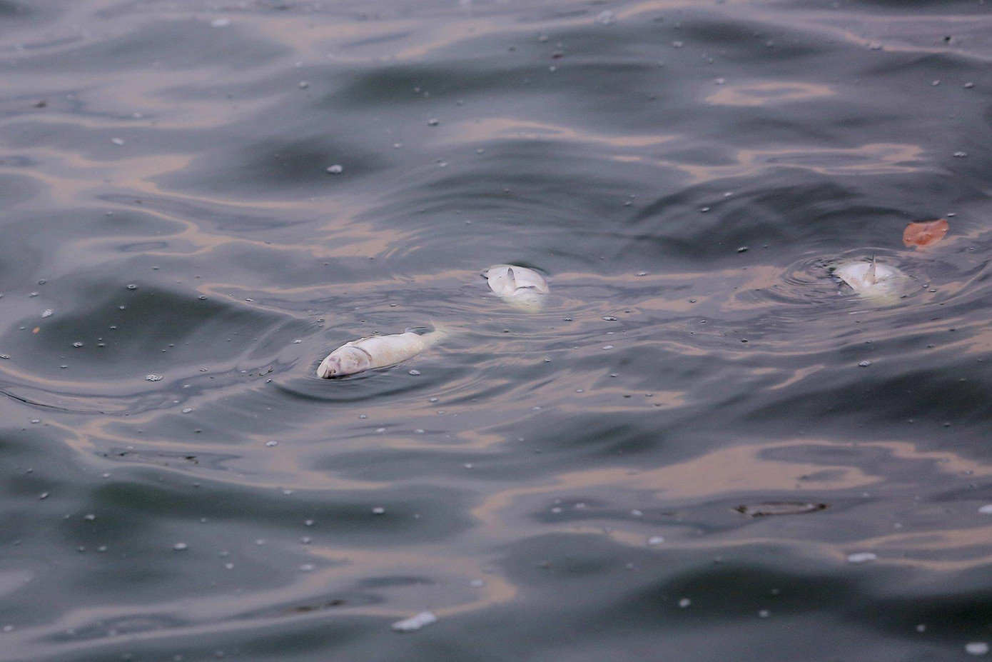 Theo thông tin từ phía cơ quan chức năng, sau khi tăng cường lực lượng xử lý, hiện, lượng xác cá chết nổi trên mặt hồ đã giảm, tuy nhiên, vẫn còn lượng xác cá rải rác trên lòng hồ, cần tiếp tục triển khai vớt và xử lý. Ảnh: Duy Phạm Theo thông tin từ phía cơ quan chức năng, sau khi tăng cường lực lượng xử lý, hiện, lượng xác cá chết nổi trên mặt hồ đã giảm, tuy nhiên, vẫn còn lượng xác cá rải rác trên lòng hồ, cần tiếp tục triển khai vớt và xử lý. Ảnh: Duy Phạm