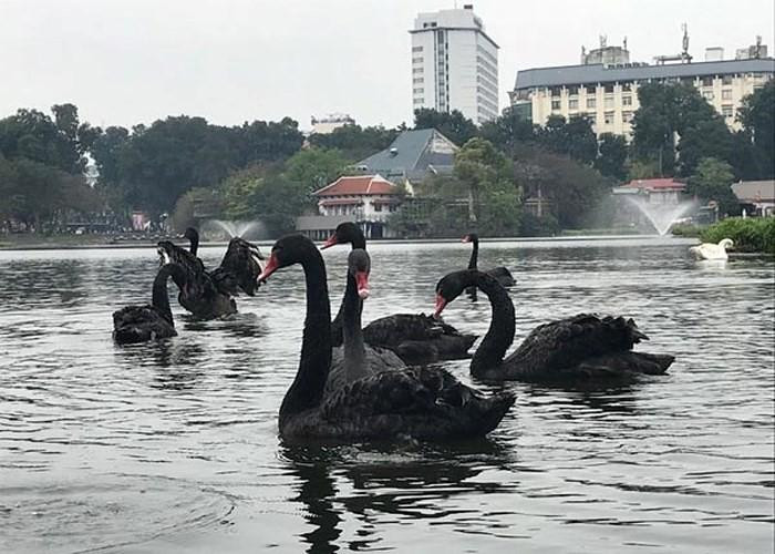 Đàn thiên nga thời điểm thả xuống hồ Thiền Quang năm 2018. Ảnh: PV