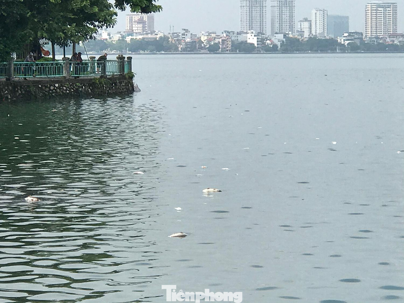 Cá chết nổi khắp một khoảng nước rộng lớn. Ảnh: Trường Phong