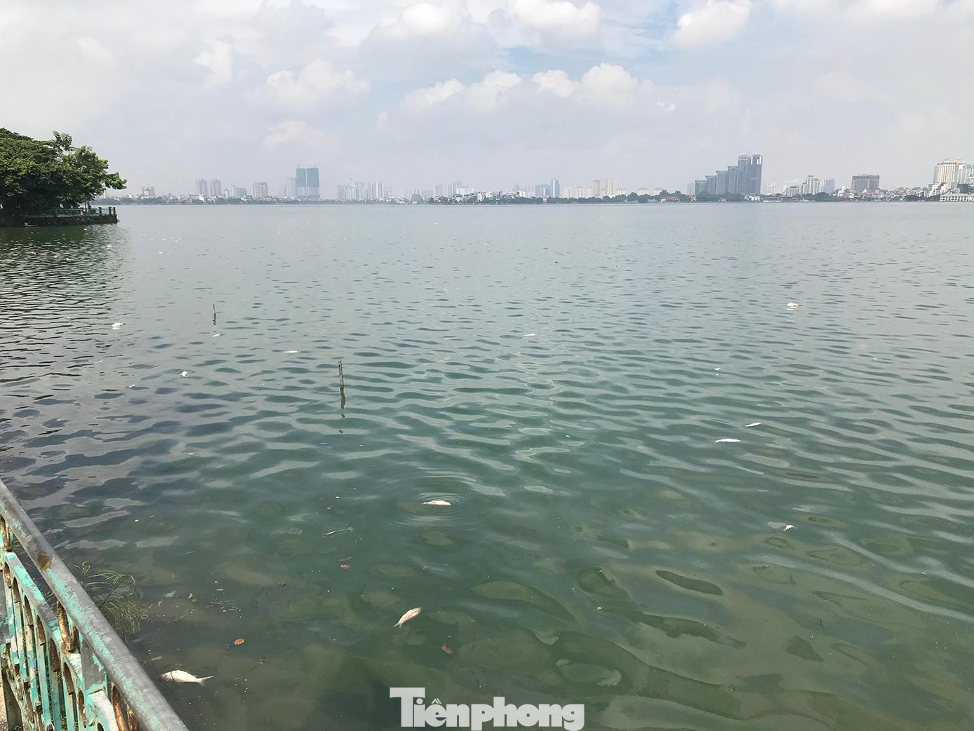 Một góc hồ Tây nhìn từ đường Nguyễn Đình Thi sáng 5/10, thấy rất nhiều cá chết nổi lên mặt nước. Ảnh: Trường Phong