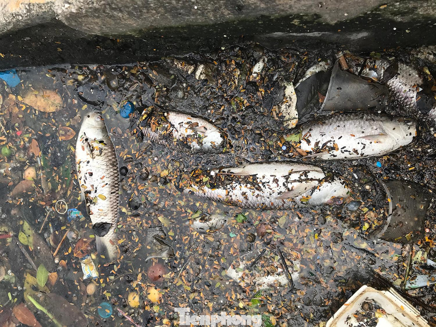 Theo ghi nhận của phóng viên, số cá chết chủ yếu là cá to. Ảnh: Trường Phong