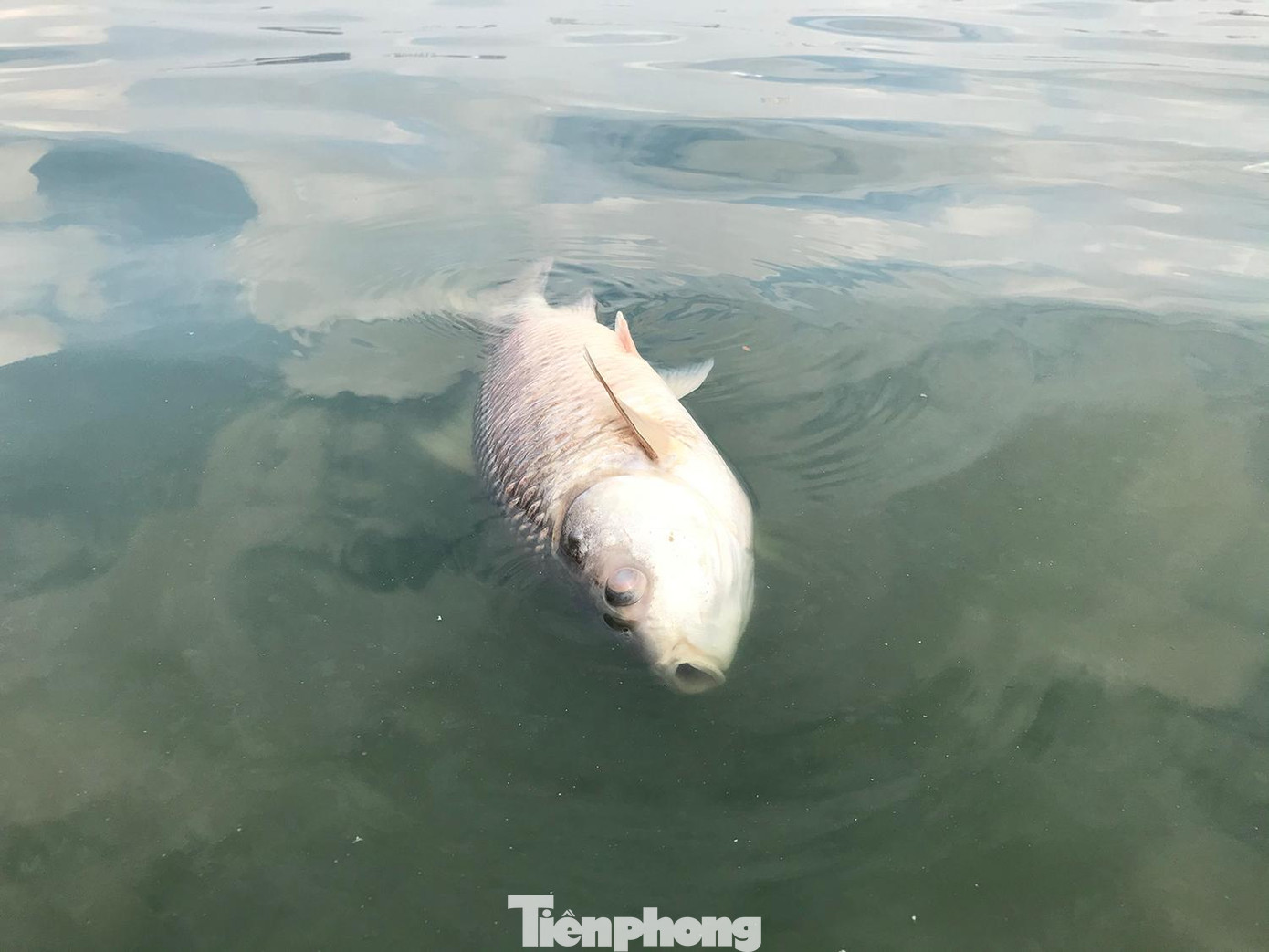 Một con cá khoảng 2kg bị chết, trôi dạt vào gần bờ. Ảnh: Trường Phong