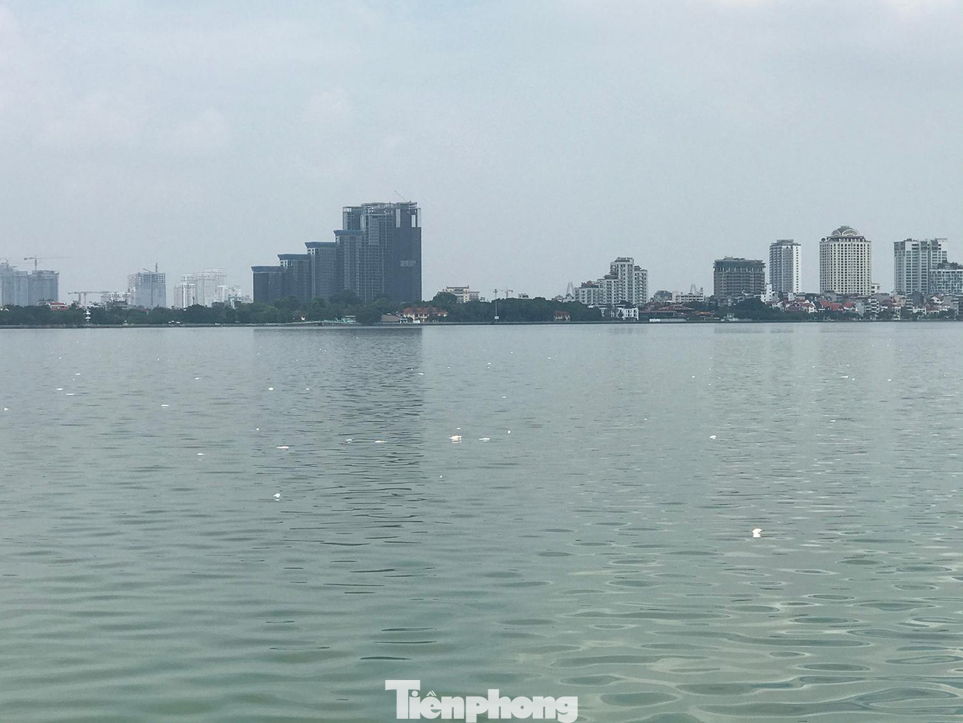 Đây không phải lần đầu xuất hiện tình trạng cá chết ở Hồ Tây. Năm 2016 và 2018 từng xảy ra đợt cá chết rất lớn tại đây. Ngoài ra, cũng có một số lần cá chết ở hồ Tây, nhưng ở mức độ nhỏ hơn. Ảnh: Trường Phong
