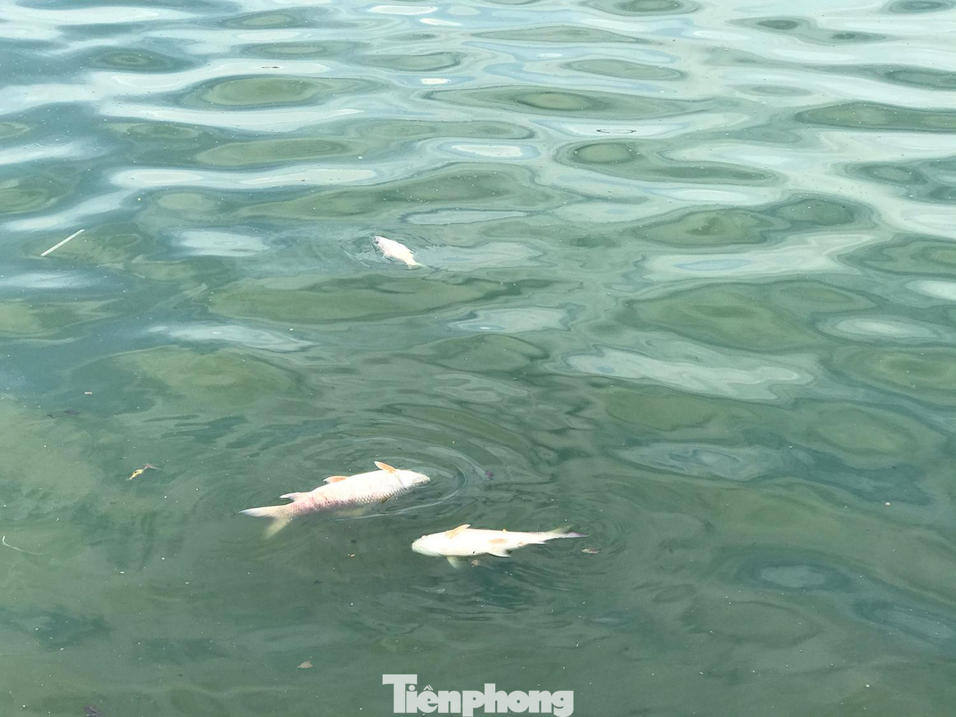 Người dân sống và đi lại quanh khu vực đường Nguyễn Đình Thi lo lắng khi phát hiện cá chết bất thường tại đây. Ảnh: Trường Phong