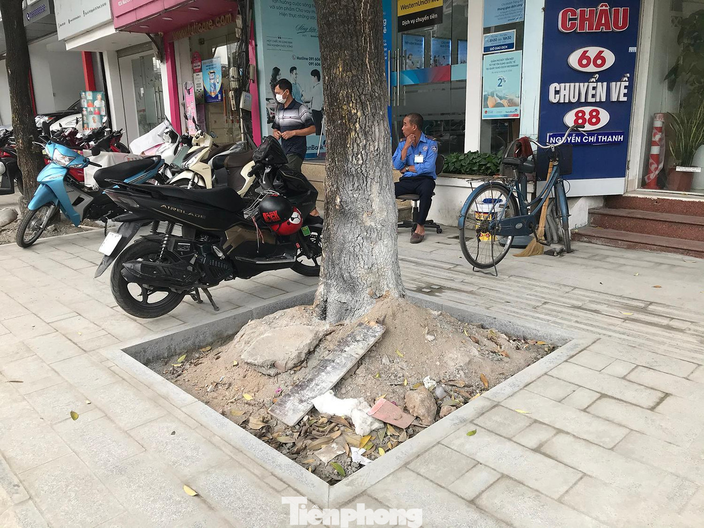 Tuy nhiên, theo nguồn tin của phóng viên Tiền Phong, tạm thời chưa di chuyển các cây hoa sữa trên đường Nguyễn Chí Thanh vì còn ý kiến khác nhau. Ảnh: Trường Phong Tuy nhiên, theo nguồn tin của phóng viên Tiền Phong, tạm thời chưa di chuyển các cây hoa sữa trên đường Nguyễn Chí Thanh vì còn ý kiến khác nhau. Ảnh: Trường Phong