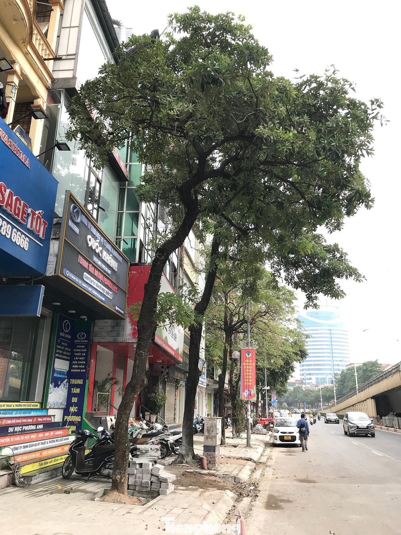 Hàng cây hoa sữa trên vỉa hè đường Nguyễn Chí Thanh đang được bó vỉa, hoàn thiện chỉnh trang xung quanh gốc cây. Ảnh: Trường Phong Hàng cây hoa sữa trên vỉa hè đường Nguyễn Chí Thanh đang được bó vỉa, hoàn thiện chỉnh trang xung quanh gốc cây. Ảnh: Trường Phong