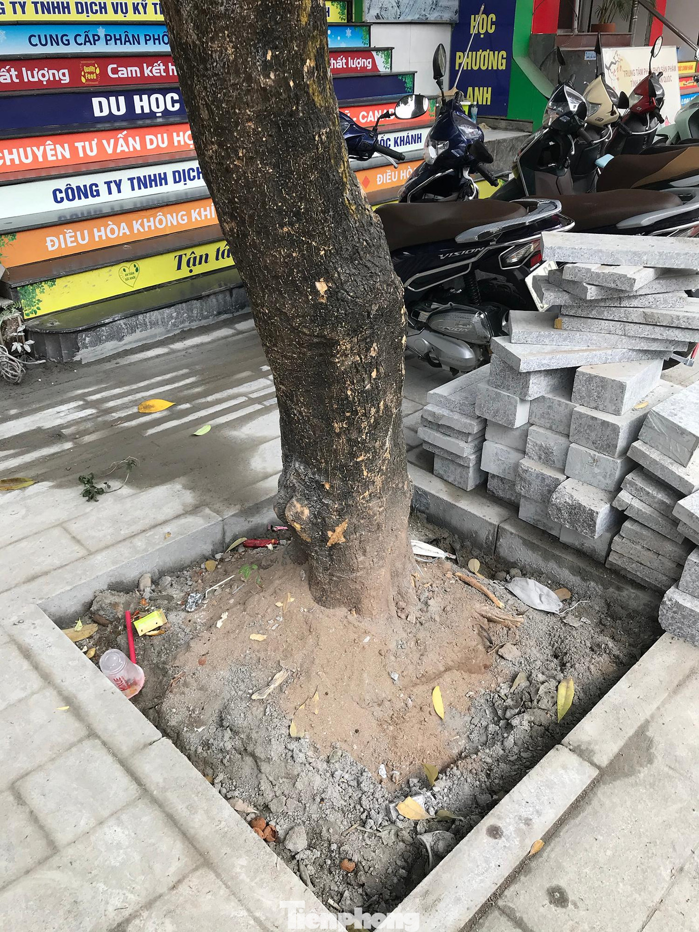 Gốc cây hoa sữa được bó vỉa hoàn thiện, khiến dư luận băn khoăn về việc sắp thay thế, di chuyển, có thể dẫn đến hư hỏng vỉa hè vừa được lát đá. Ảnh: Trường Phong Gốc cây hoa sữa được bó vỉa hoàn thiện, khiến dư luận băn khoăn về việc sắp thay thế, di chuyển, có thể dẫn đến hư hỏng vỉa hè vừa được lát đá. Ảnh: Trường Phong