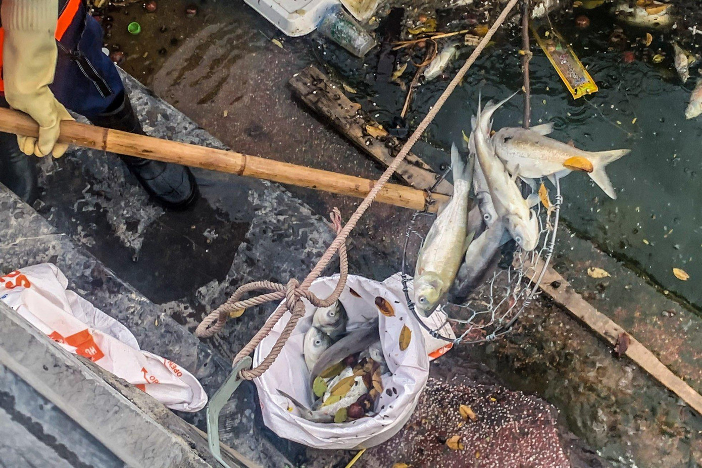 Xác cá chết được thu gom, xử lý theo đúng với các quy định để đảm bảo không ảnh hưởng đến môi trường. Ảnh: Duy Phạm Xác cá chết được thu gom, xử lý theo đúng với các quy định để đảm bảo không ảnh hưởng đến môi trường. Ảnh: Duy Phạm