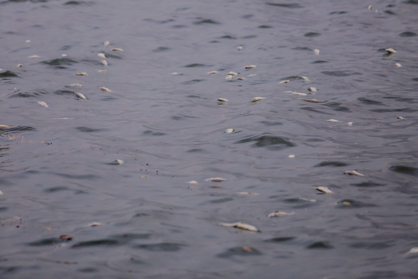 Như đã thông tin, thời gian vừa qua, hiện tượng cá chết xuất hiện nhiều ở hồ Tây. Ban đầu, một số khu vực tập trung nhiều xác cá chết ở ven phố Nguyễn Đình Thi, Trích Sài, sau đó chuyển sang khu vực ven phố Lạc Long Quân, Vệ Hồ, Từ Hoa... Ảnh: Duy Phạm Như đã thông tin, thời gian vừa qua, hiện tượng cá chết xuất hiện nhiều ở hồ Tây. Ban đầu, một số khu vực tập trung nhiều xác cá chết ở ven phố Nguyễn Đình Thi, Trích Sài, sau đó chuyển sang khu vực ven phố Lạc Long Quân, Vệ Hồ, Từ Hoa... Ảnh: Duy Phạm