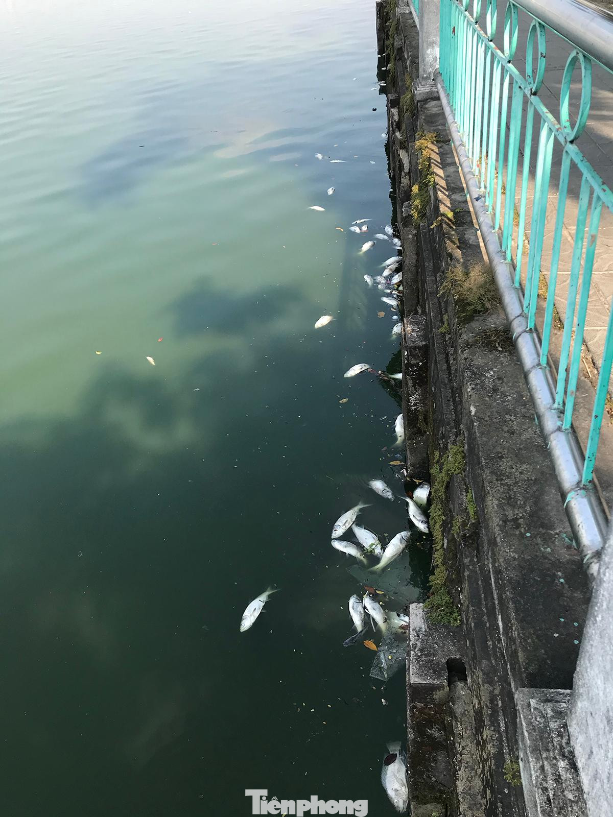 Mới đây, thành phố đã giao các Sở chuyên môn như Tài Nguyên và Môi trường, Nông nghiệp và Phát triển nông thôn, Xây dựng phối hợp với quận Tây Hồ tìm hiểu nguyên nhân gây ra tình trạng cá chết kéo dài nhiều ngày ở hồ Tây. Ảnh: Trường Phong