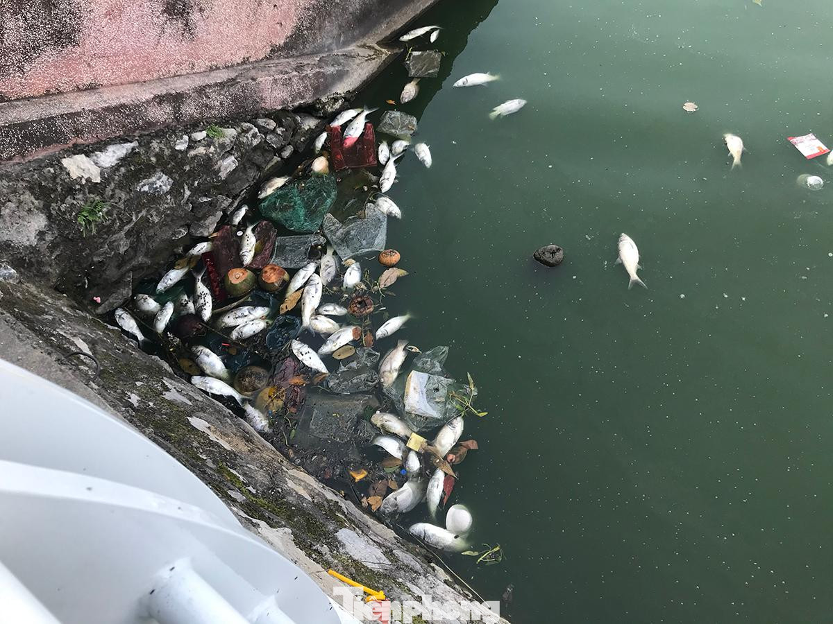 Lượng cá chết chủ yếu là cá mè nhỡ. Ảnh: Trường Phong