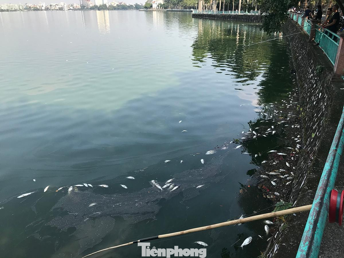 Theo ghi nhận của phóng viên Tiền Phong, chiều 5/11, số lượng cá chết ở hồ Tây khá nhiều, trôi dạt vào bờ hồ, phía đường Nguyễn Đình Thi, Trích Sài. Ảnh: Trường Phong