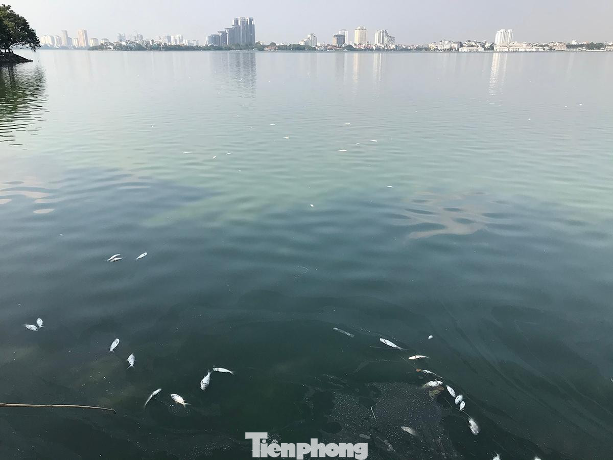 Ghi nhận của phóng viên Tiền Phong cho thấy, tình trạng cá chết ở hồ Tây chiều 5/11 khá nhiều, xuất hiện khắp mặt hồ khu vực phía đường Nguyễn Đình Thi, Trích Sài. Ảnh: Trường Phong