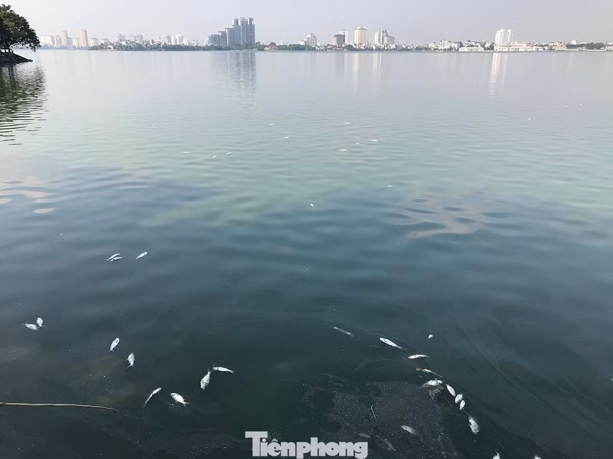 Ghi nhận của phóng viên Tiền Phong cho thấy, tình trạng cá chết ở hồ Tây chiều 5/11 khá nhiều, xuất hiện khắp mặt hồ khu vực phía đường Nguyễn Đình Thi, Trích Sài. Ảnh: Trường Phong