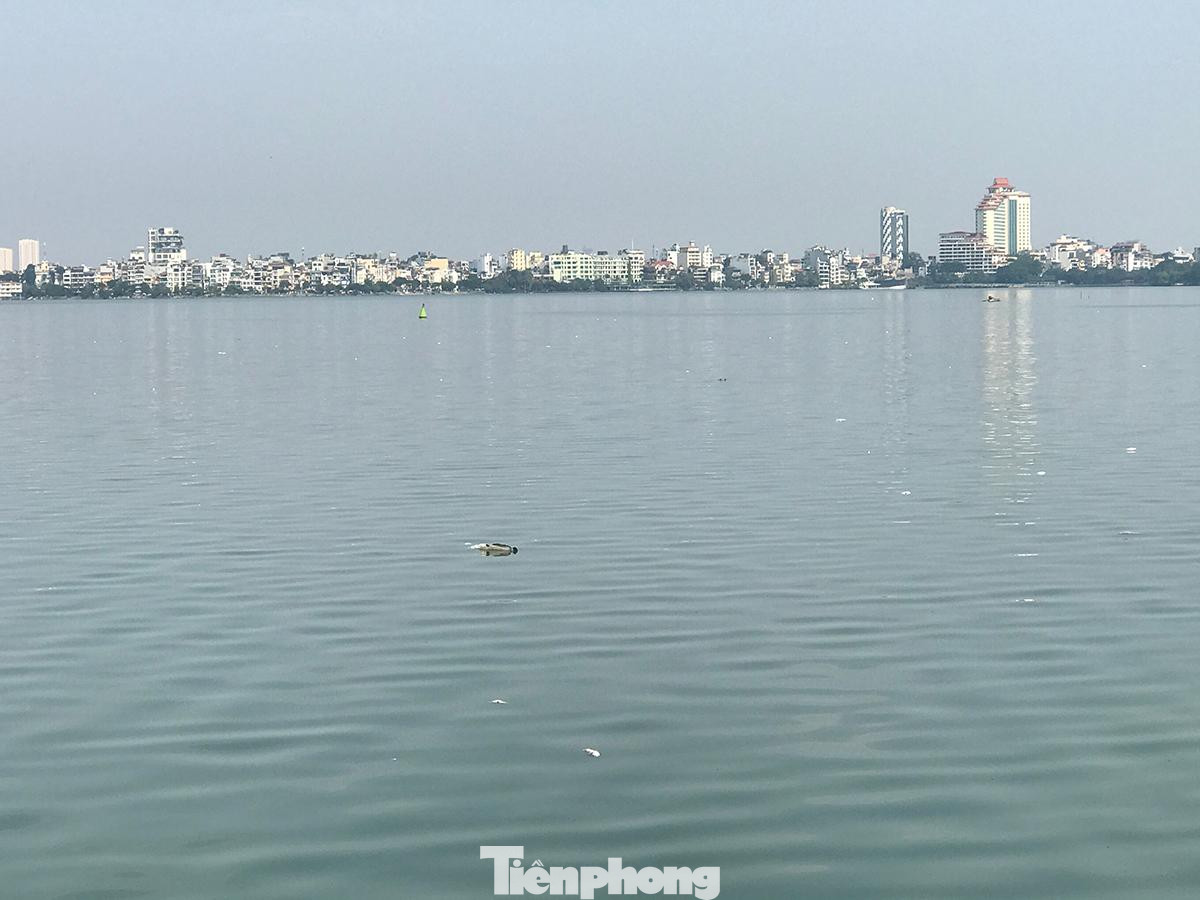 Cá chết ở Hồ Tây chiều 5/11, xuất hiện cả những con cá trê rất lớn chết nổi trên mặt nước. Ảnh: Trường Phong