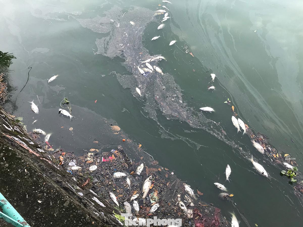 Theo lý giải ban đầu của Công ty Thoát nước Hà Nội, nguyên nhân sơ bộ có thể thấy số lượng cá chết chủ yếu là cá mới được phóng sinh vào hồ, bị chết do thay đổi thời tiết trong thời điểm giao mùa. Ảnh: Trường Phong