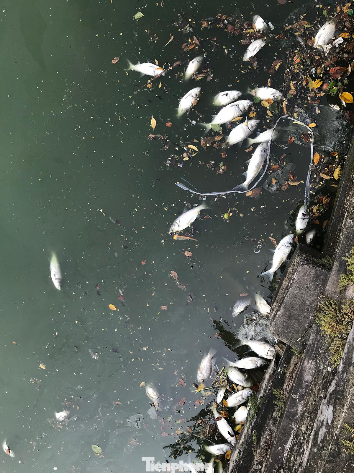 Tuy nhiên, theo ghi nhận của phóng viên Tiền Phong, hiện vẫn có tình trạng nước thải theo nước mưa đổ xuống Hồ Tây, dấy lên nghi ngại về việc ô nhiễm nước hồ gây ra tình trạng cá chết. Ảnh: Trường Phong