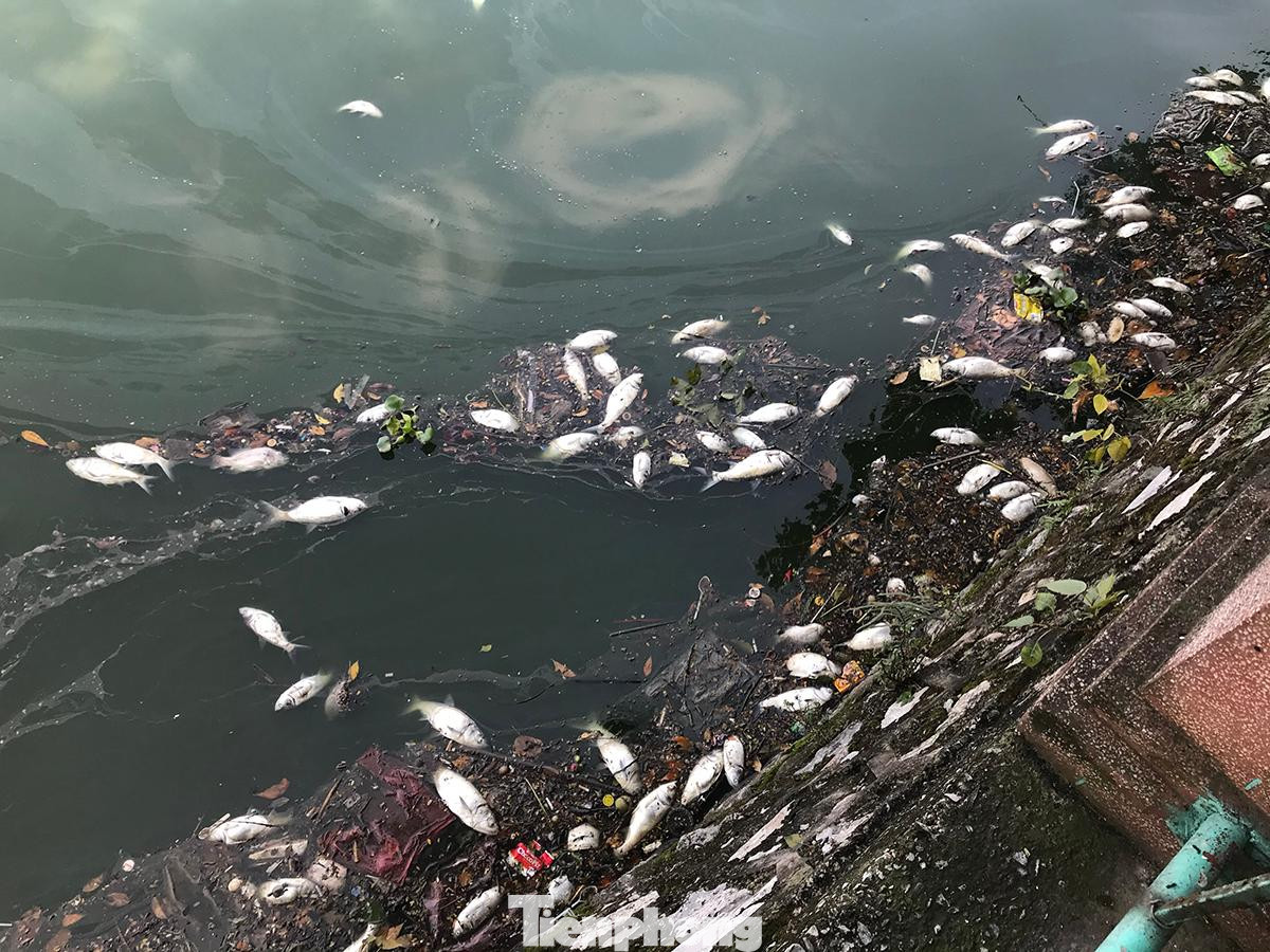 Tính đến ngày 5/11, tình trạng cá chết ở hồ Tây đã kéo dài cả tháng. Có những ngày cao điểm thu được cả tạ cá chết, nhưng cũng có những ngày cá chết rải rác, không nhiều. Ảnh: Trường Phong