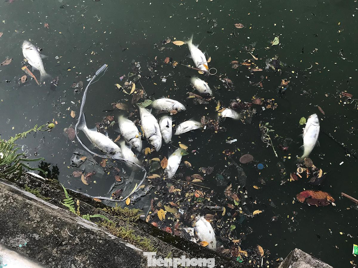 Tình trạng cá chết ở Hồ Tây đã kéo dài cả tháng nay, có những ngày thu được cả trăm kilogam. Cũng có thời điểm cá chết rải rác, xuất hiện ít. Ảnh: Trường Phong