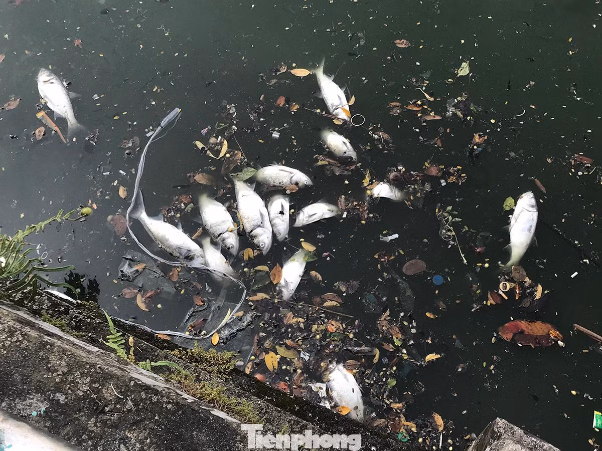Tình trạng cá chết ở Hồ Tây đã kéo dài cả tháng nay, có những ngày thu được cả trăm kilogam. Cũng có thời điểm cá chết rải rác, xuất hiện ít. Ảnh: Trường Phong