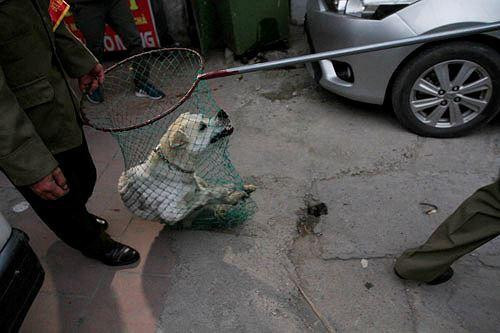 Một chú chó thả rông bị bắt trên địa bàn quận Thanh Xuân (Hà Nội) năm 2018. Ảnh: Trường Phong Một chú chó thả rông bị bắt trên địa bàn quận Thanh Xuân (Hà Nội) năm 2018. Ảnh: Trường Phong