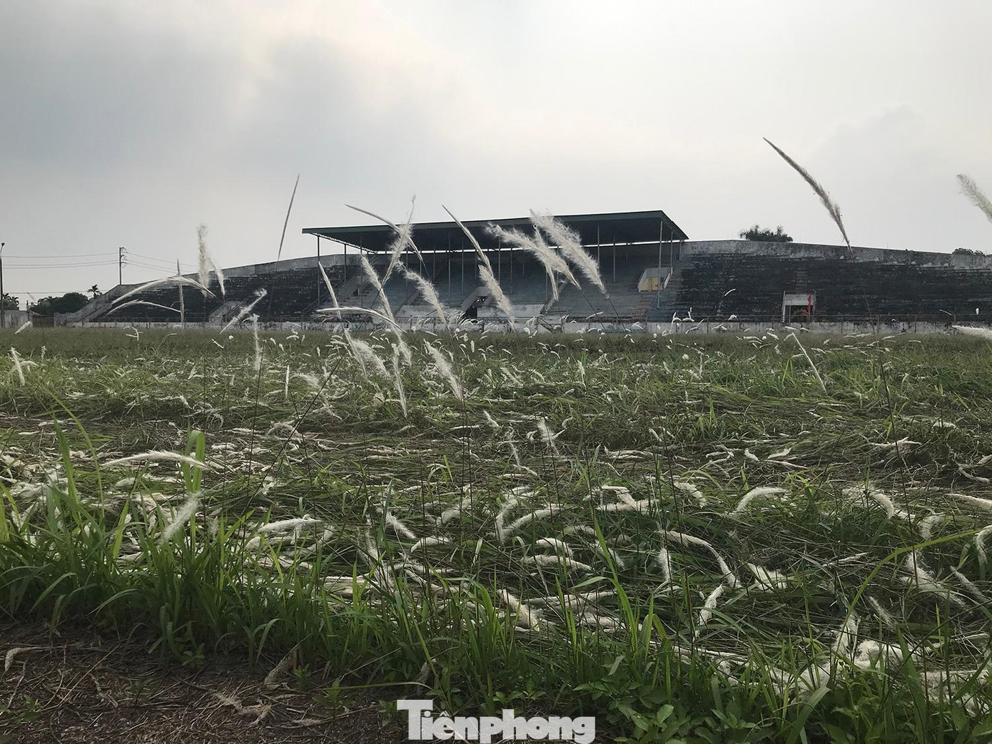 Cỏ dại mọc bên trong sân vận động huyện Phúc Thọ. Ảnh: Trường Phong