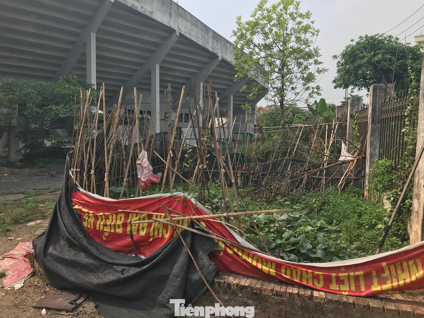 Một khoảnh đất bên trong khuôn viên sân vận động, ngay cổng phụ ra vào được tận dụng để trồng rau. Ảnh: Trường Phong