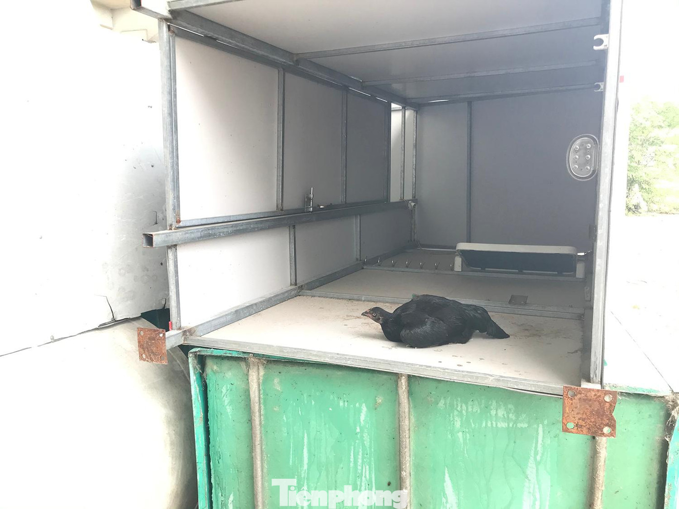 Một chú gà mái nằm trong chiếc bồn, dường như là nhà vệ sinh công cộng di động, trong khuôn viên sân vận động huyện Phúc Thọ. Ảnh: Trường Phong