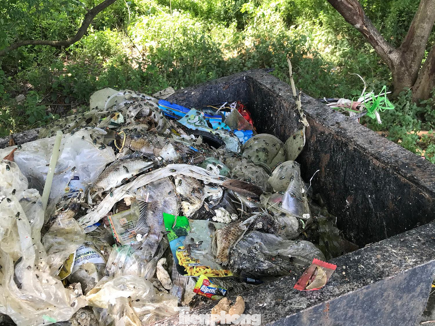 Một thùng rác đựng nhiều rác thải, trong đó có nhiều xác cá chết. Ảnh: Trường Phong