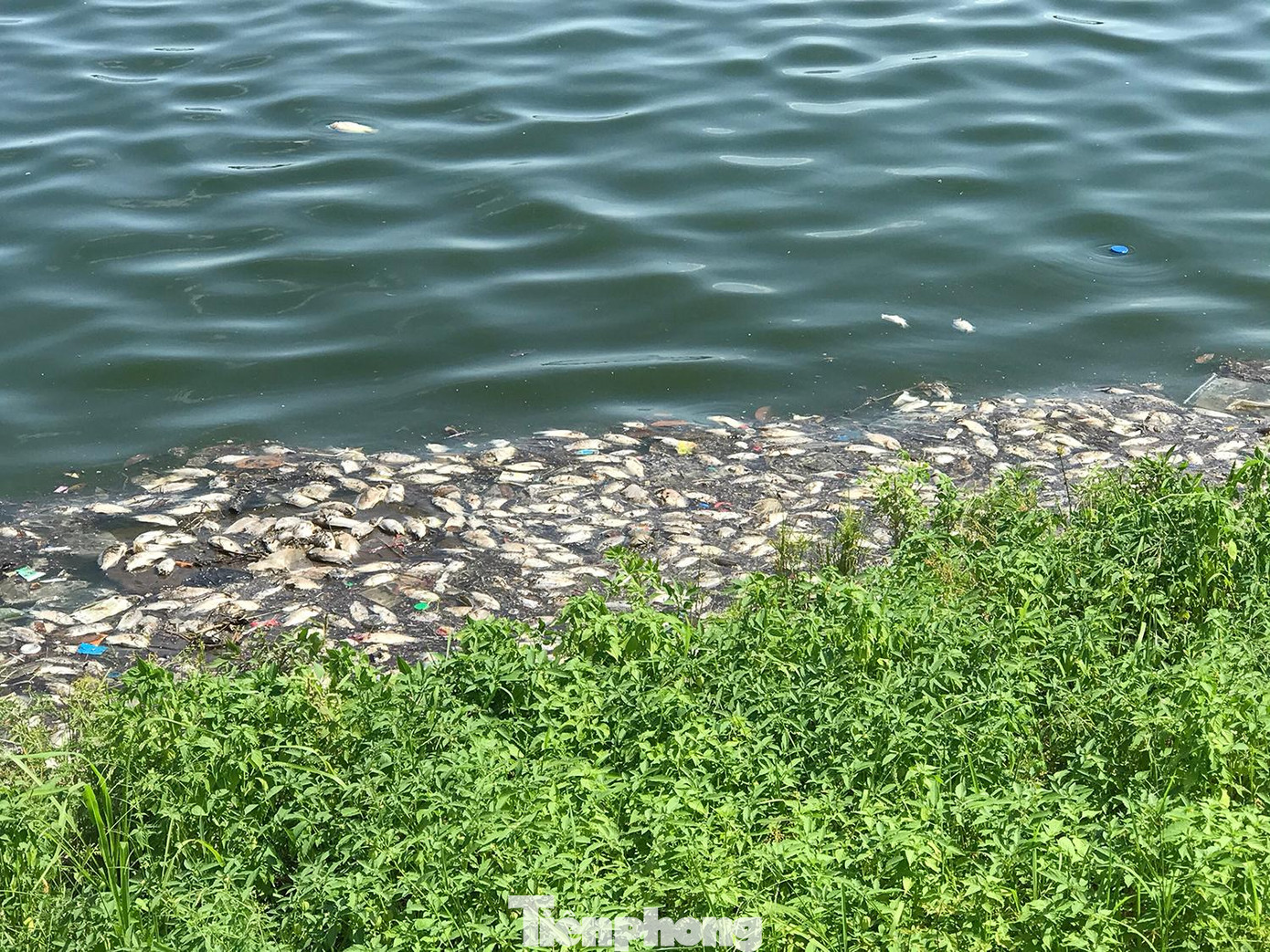 Đây không phải là lần đầu tiên hồ điều hoà Yên Sở xuất hiện tình trạng cá chết. Khoảng 1 năm trước, lượng cá chết tại đây rất nhiều. Ảnh: Trường Phong