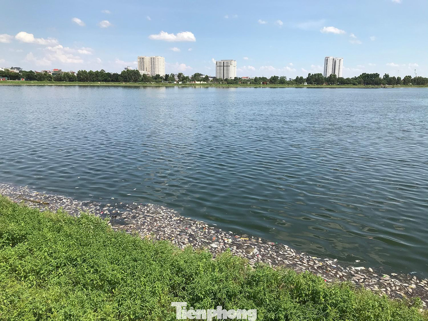 Lượng cá chết xuất hiện khá nhiều gây mùi hôi thối nồng nặc khiến nhiều người dân không dám ra tập thể dục thể thao quanh hồ nước. Ảnh: Trường Phong