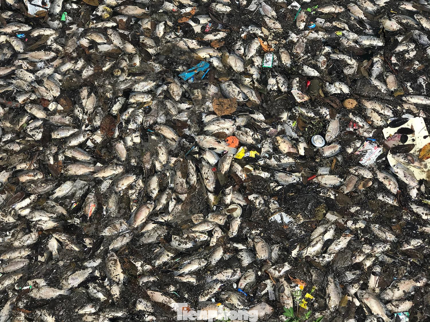 Số cá chết chủ yếu là cá rô phi. Cũng có một vài loại cá to khác. Ảnh: Trường Phong