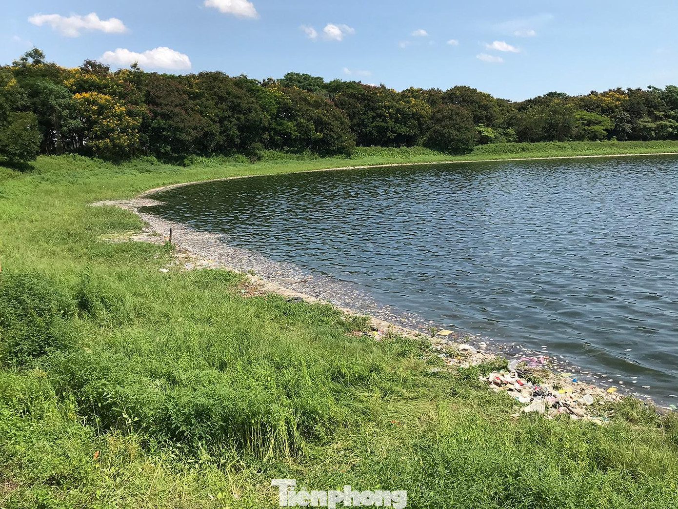 Dưới trời nắng nóng, lượng cá chết bốc mùi hôi thối khó chịu. Ảnh: Trường Phong