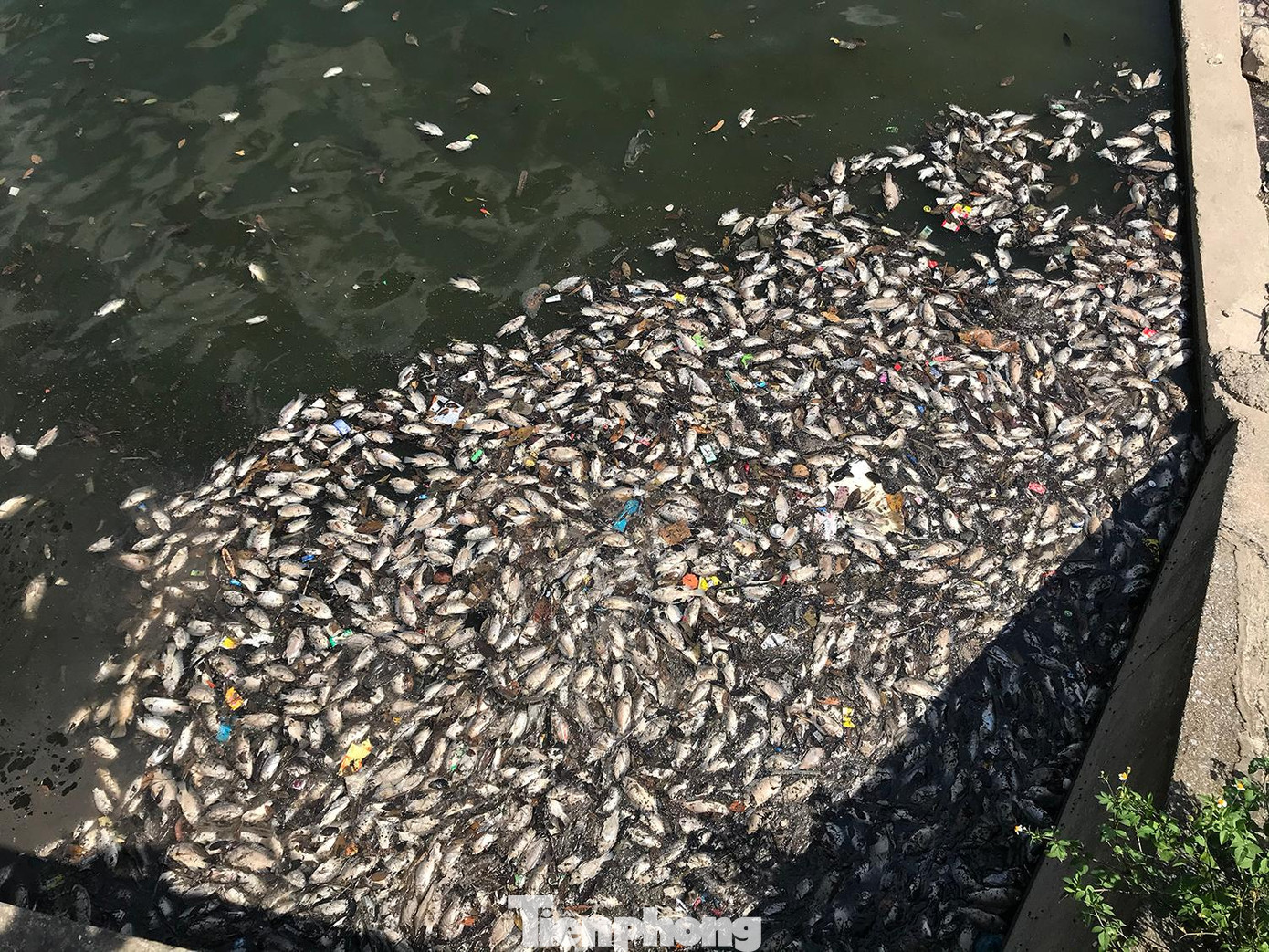 Tại khu vực cống nước, lượng cá chết dồn vào dày đặc. Ảnh: Trường Phong