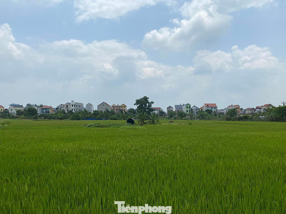 Theo chính quyền địa phương, thời gian qua, chỉ có việc di dời một số ngôi mộ khỏi khu vực quy hoạch dự án chứ chưa có tiến triển gì về mặt xây dựng. Cánh đồng vẫn được người dân cấy trồng. Ảnh: TC