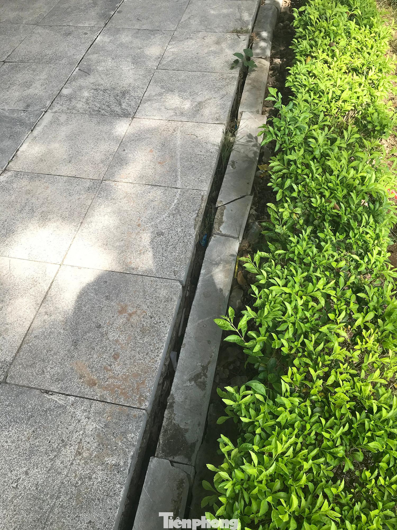 Hệ thống bó vỉa trên vỉa hè liên quan đến tiểu cảnh cây xanh cũng hư hỏng, sụt lún nghiêm trọng. Ảnh: Trường Phong