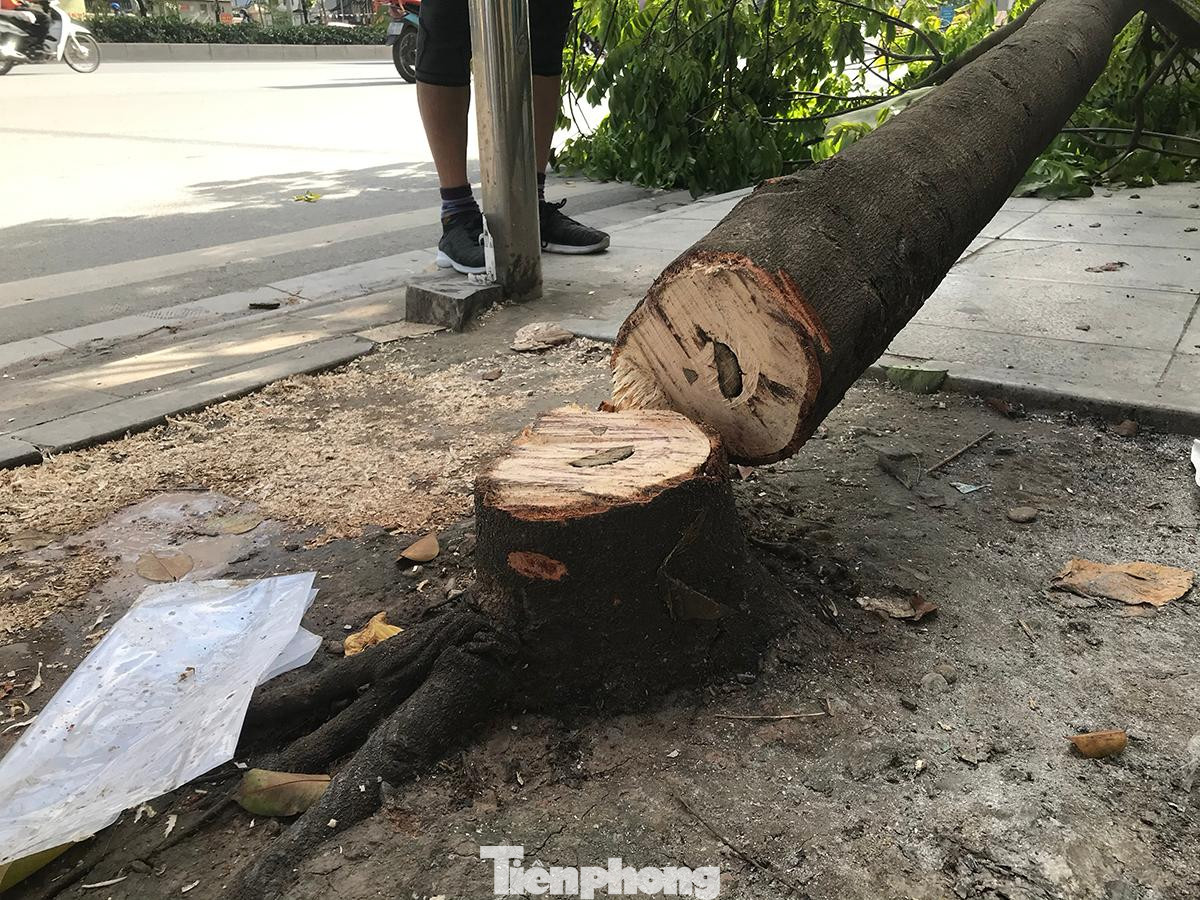 Cây sấu có đường kính khá lớn, dường như bị chặt bằng dao, vết chặt còn mới và nham nhở, xung quanh vương vãi mạt gỗ. Ảnh: Trường Phong.